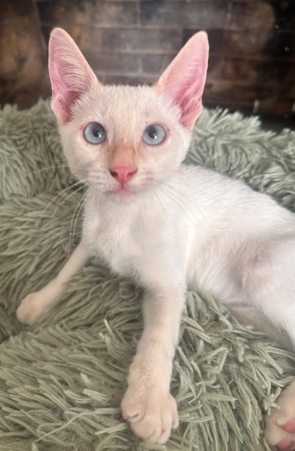 Dr. Seuss: Groopert, a Adoptable mixed breed in Palo Alto, CA image 2/3