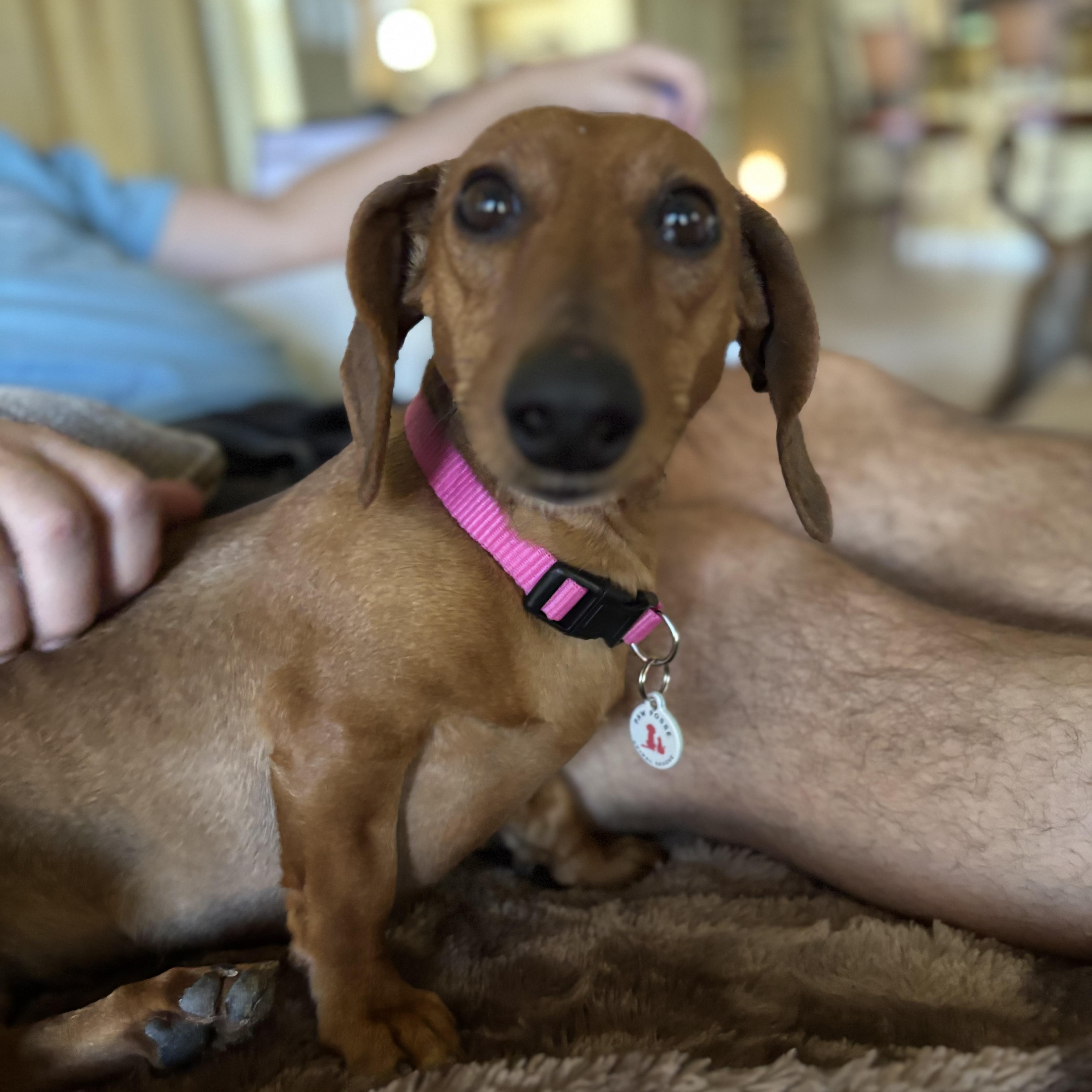 Enlarge Izzy, a Adoptable Dachshund in Phoenix, AZ image 3/5