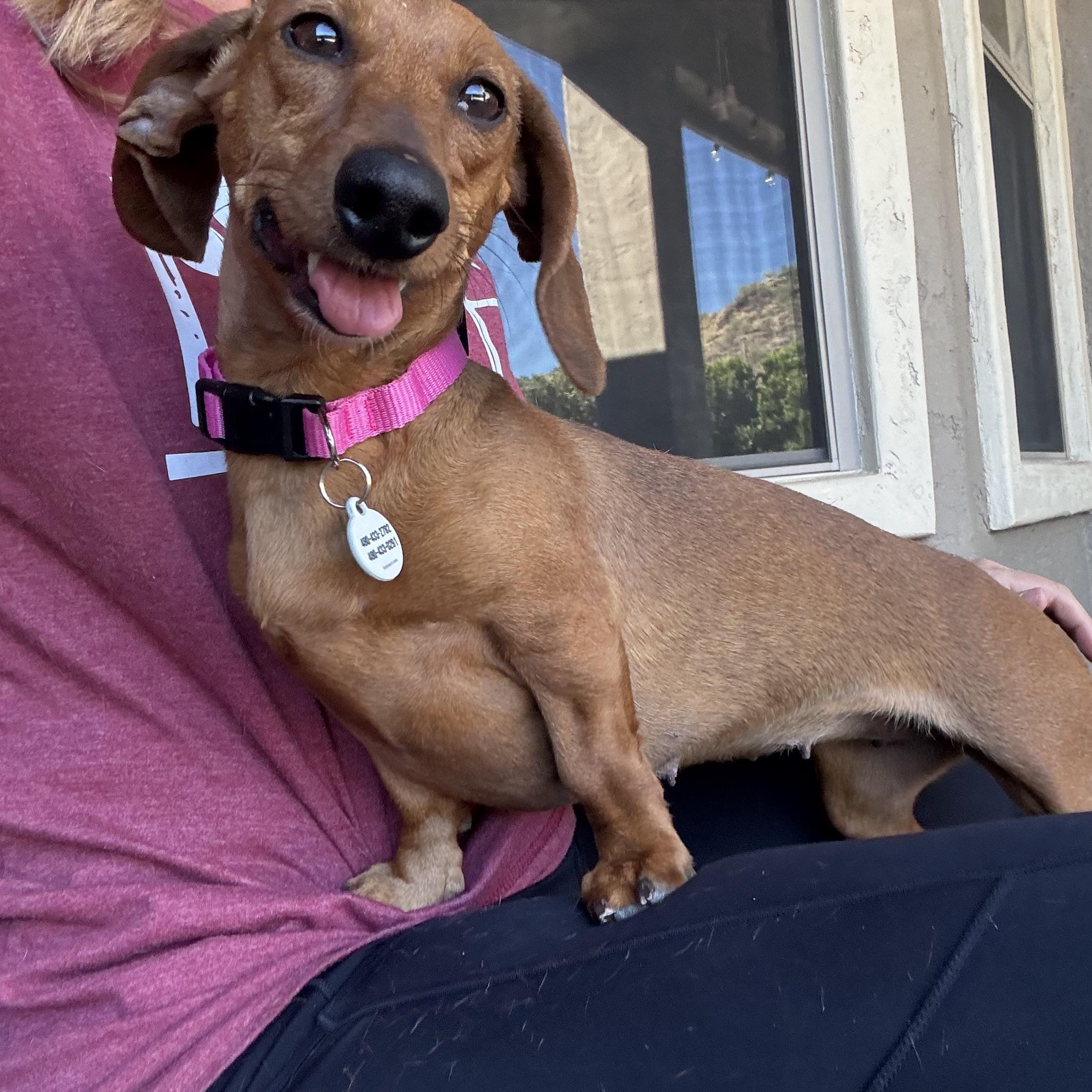 Enlarge Izzy, a Adoptable Dachshund in Phoenix, AZ image 2/5