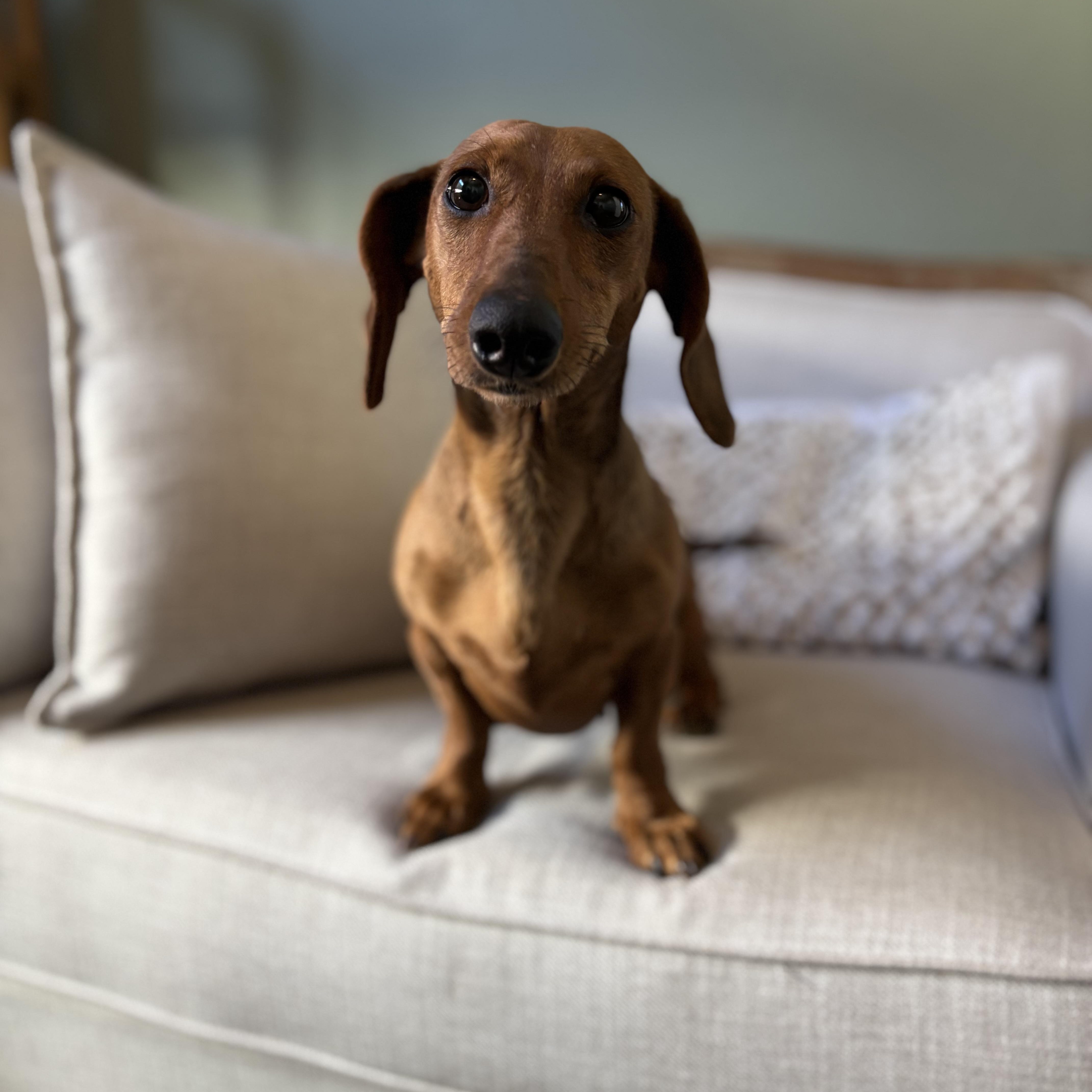 Enlarge Izzy, a Adoptable Dachshund in Phoenix, AZ image 1/5