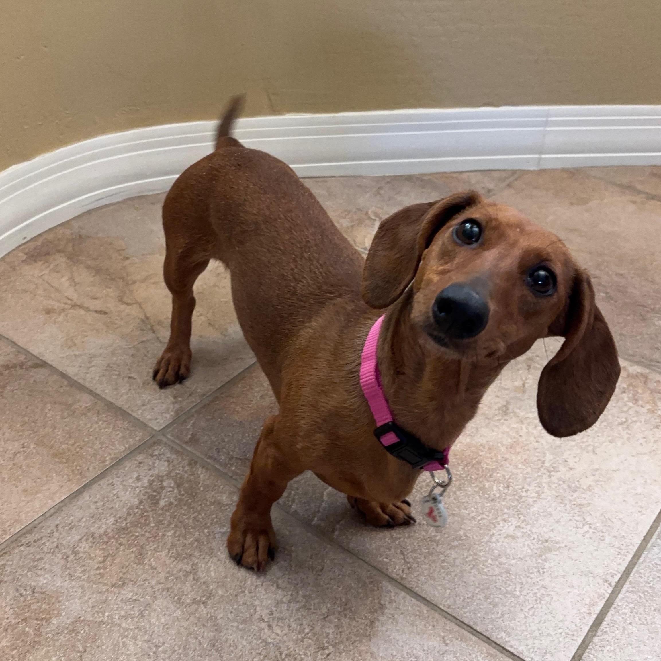 Enlarge Izzy, a Adoptable Dachshund in Phoenix, AZ image 4/5