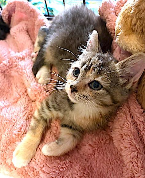 Enlarge Squirrel, a Adopted Domestic Short Hair image 1/3