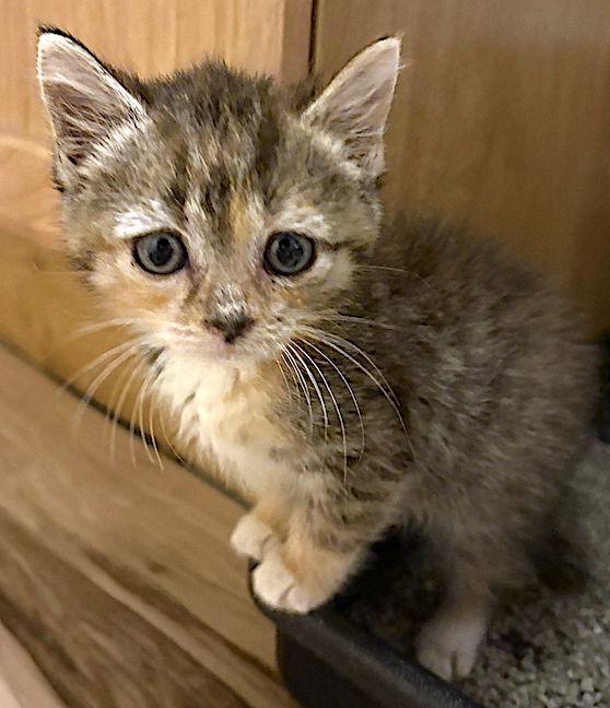 Enlarge Squirrel, a Adopted Domestic Short Hair image 2/3