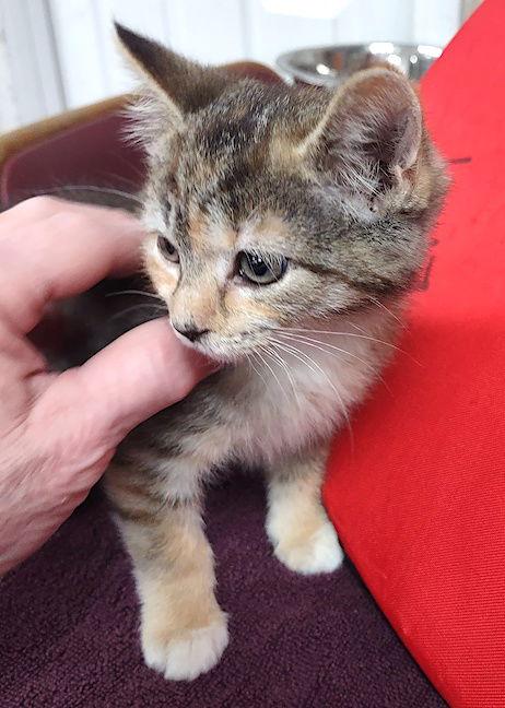 Enlarge Squirrel, a Adopted Domestic Short Hair image 3/3