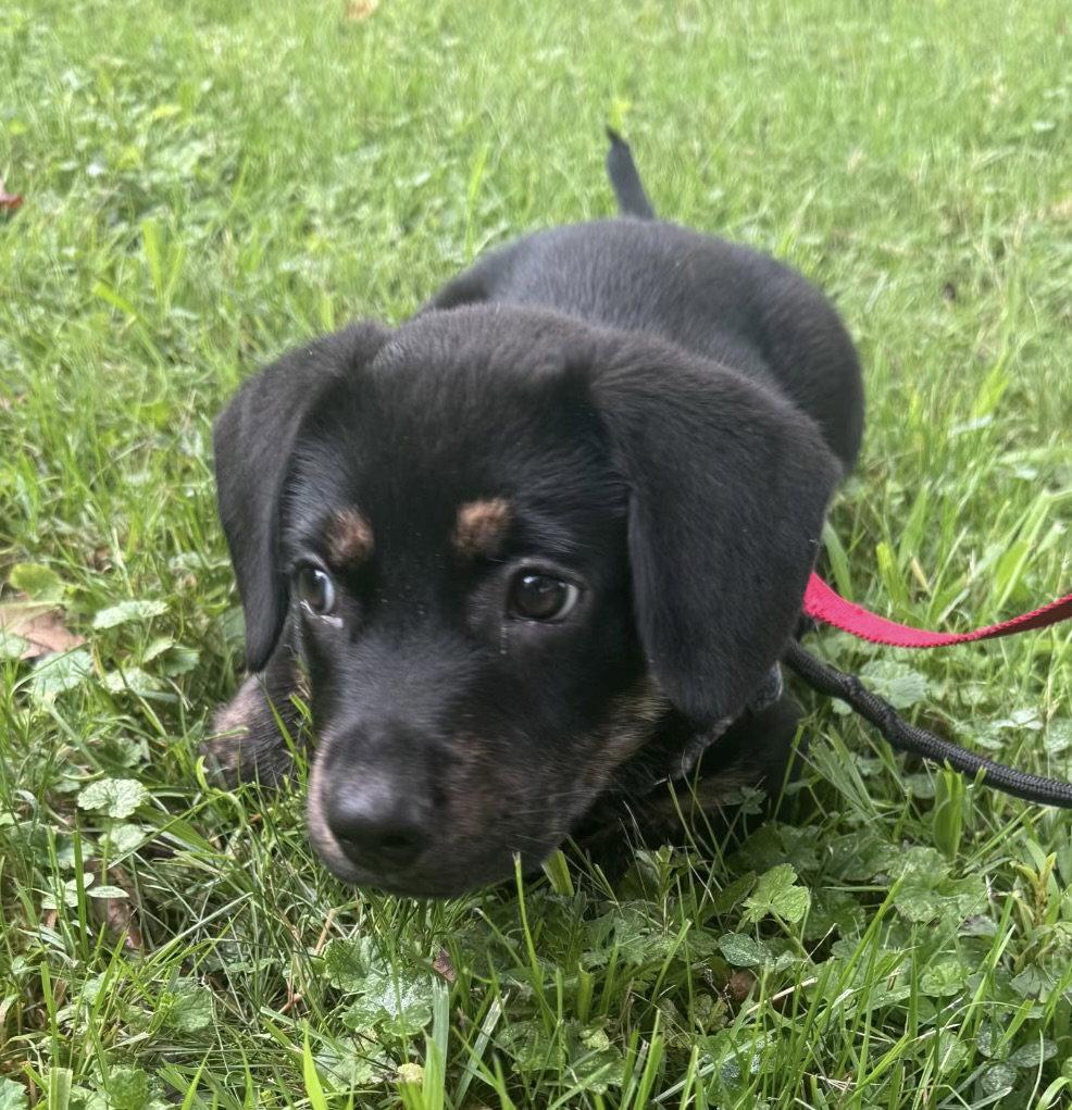 Poptart, Adoptable, Puppy Female Shepherd & Rottweiler.