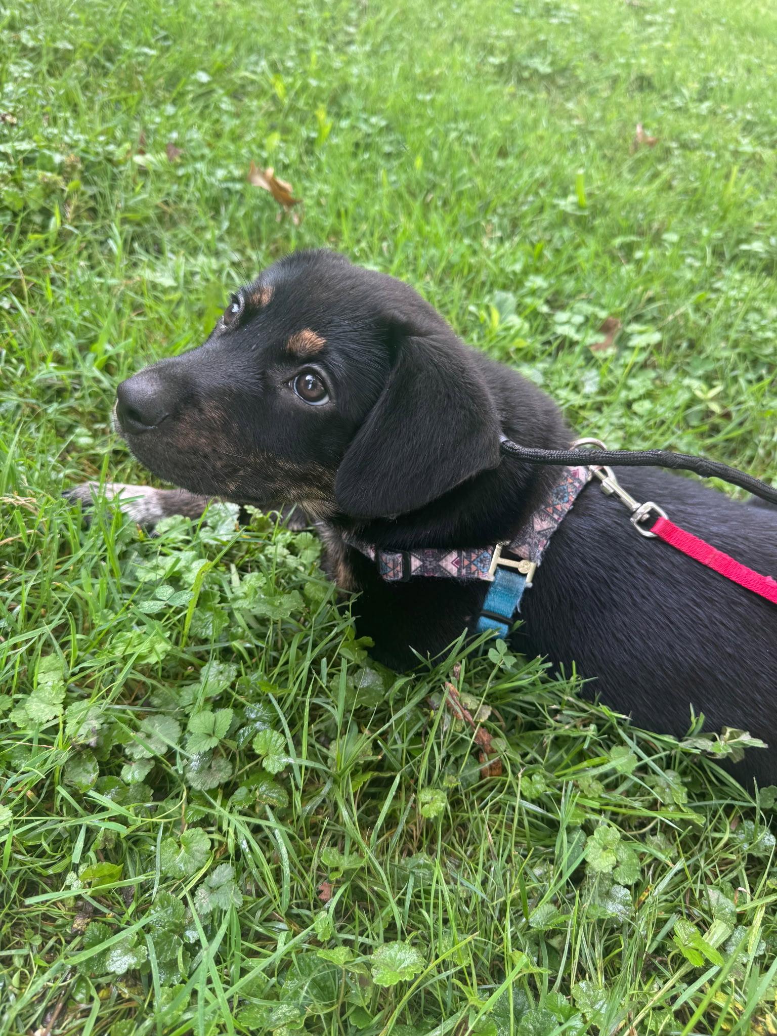 Poptart, a Adoptable mixed breed in Hillside, IL image 2/3