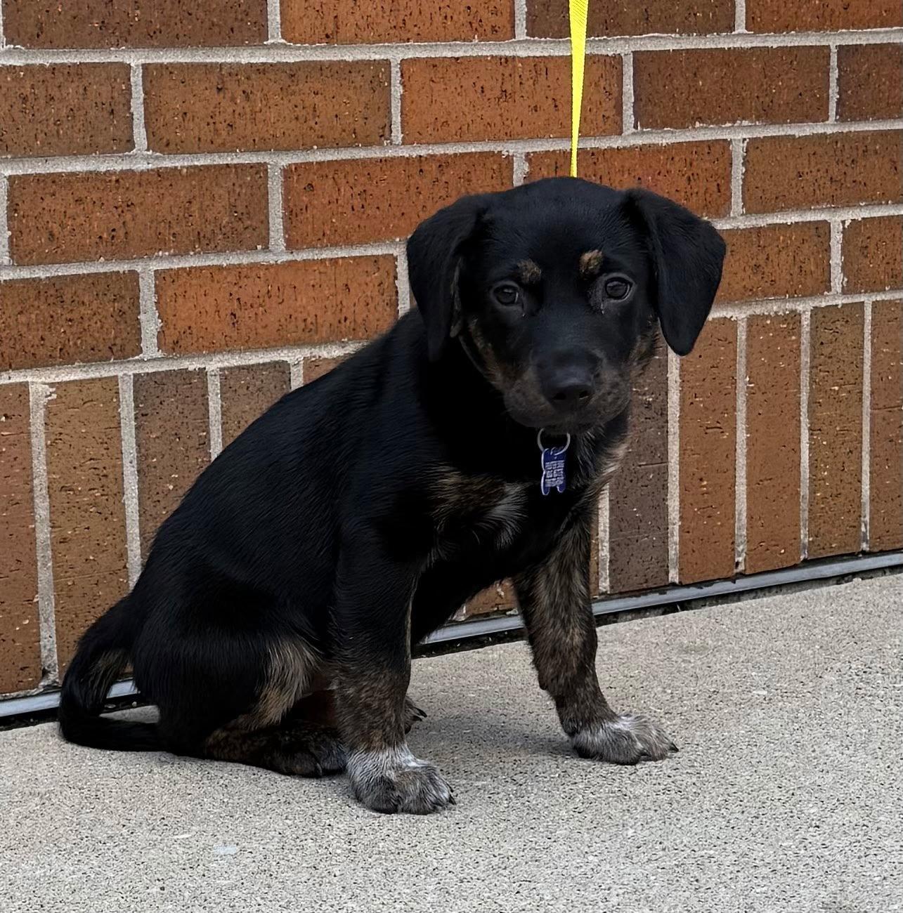 Poptart, a Adoptable mixed breed in Hillside, IL image 3/3