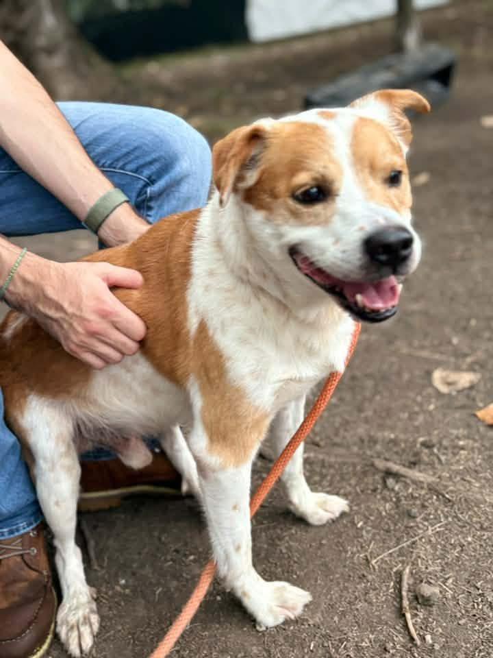 Enlarge Rockstar, a Adopted mixed breed in Chicago, IL image 3/5