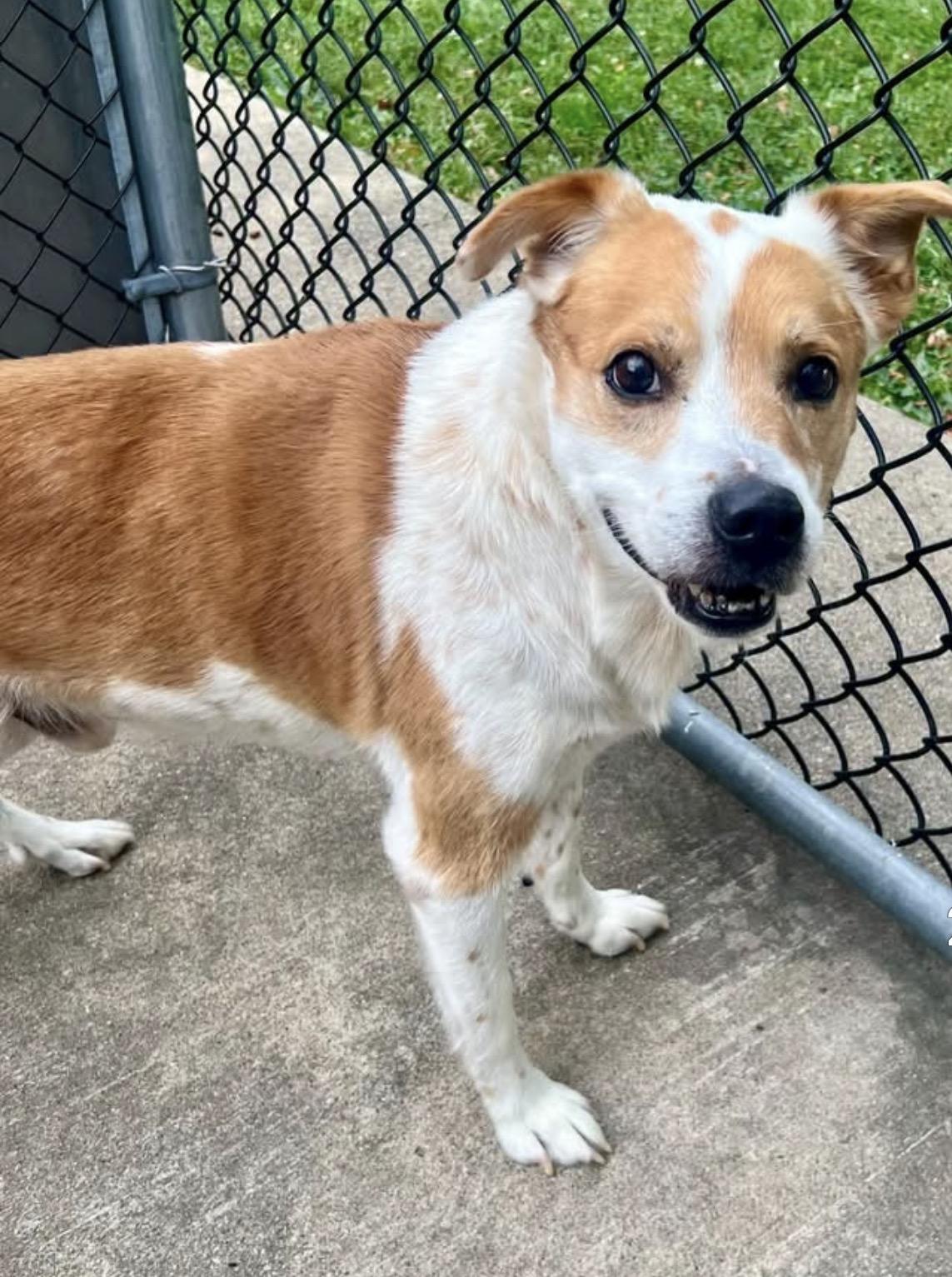 Enlarge Rockstar, a Adopted mixed breed in Chicago, IL image 1/5