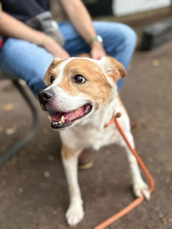 Enlarge Rockstar, a Adopted mixed breed in Chicago, IL image 2/5