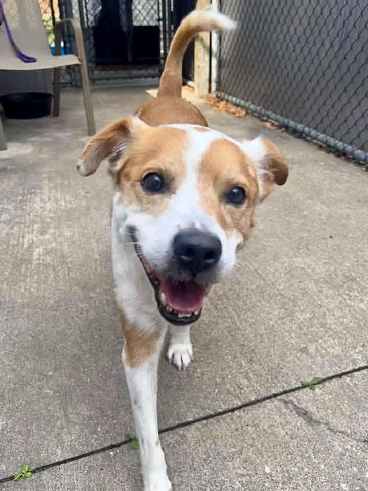 Enlarge Rockstar, a Adopted mixed breed in Chicago, IL image 4/5