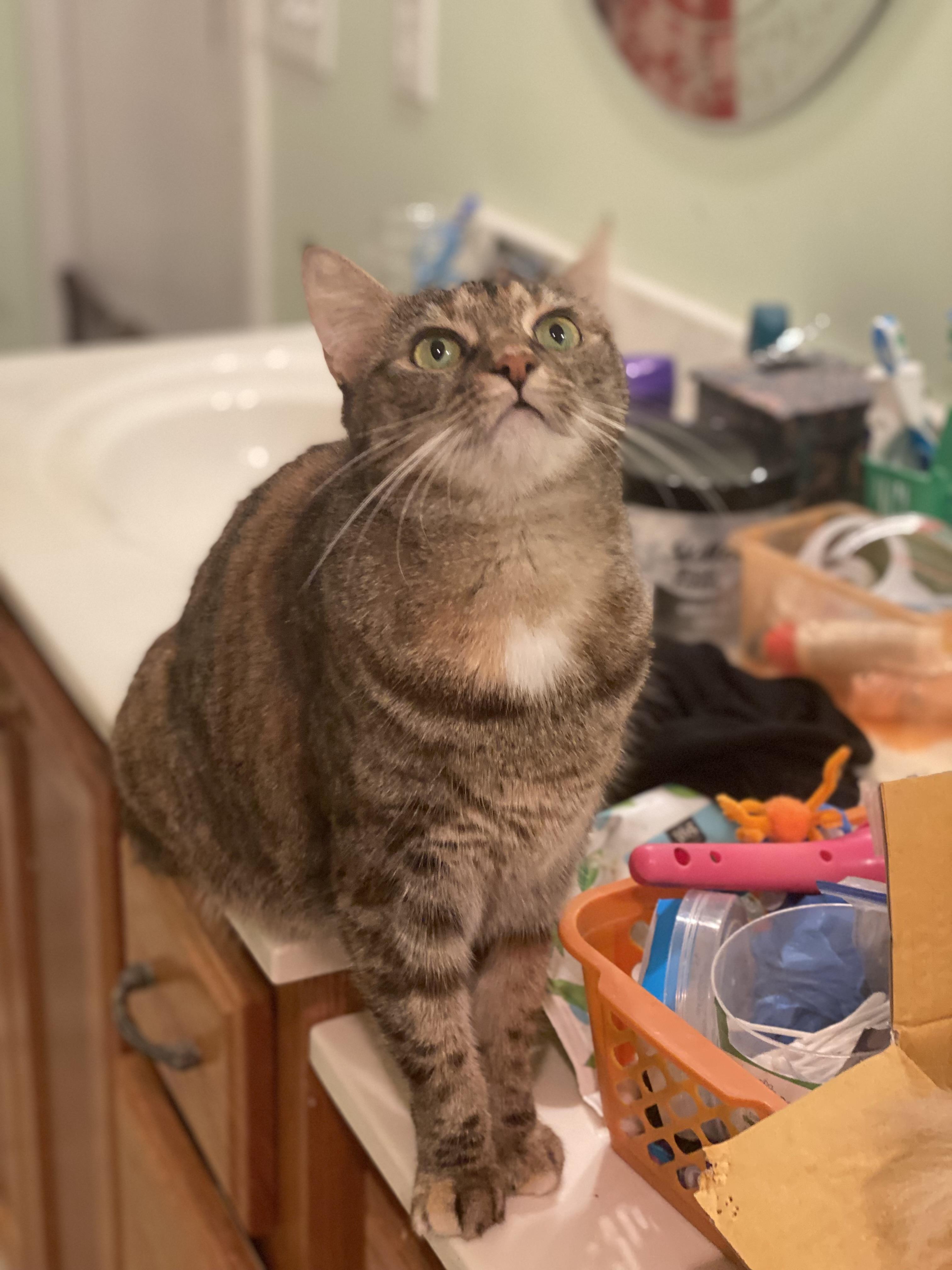 Abbie, a Adoptable American Shorthair in Eagleville, TN image 1/2