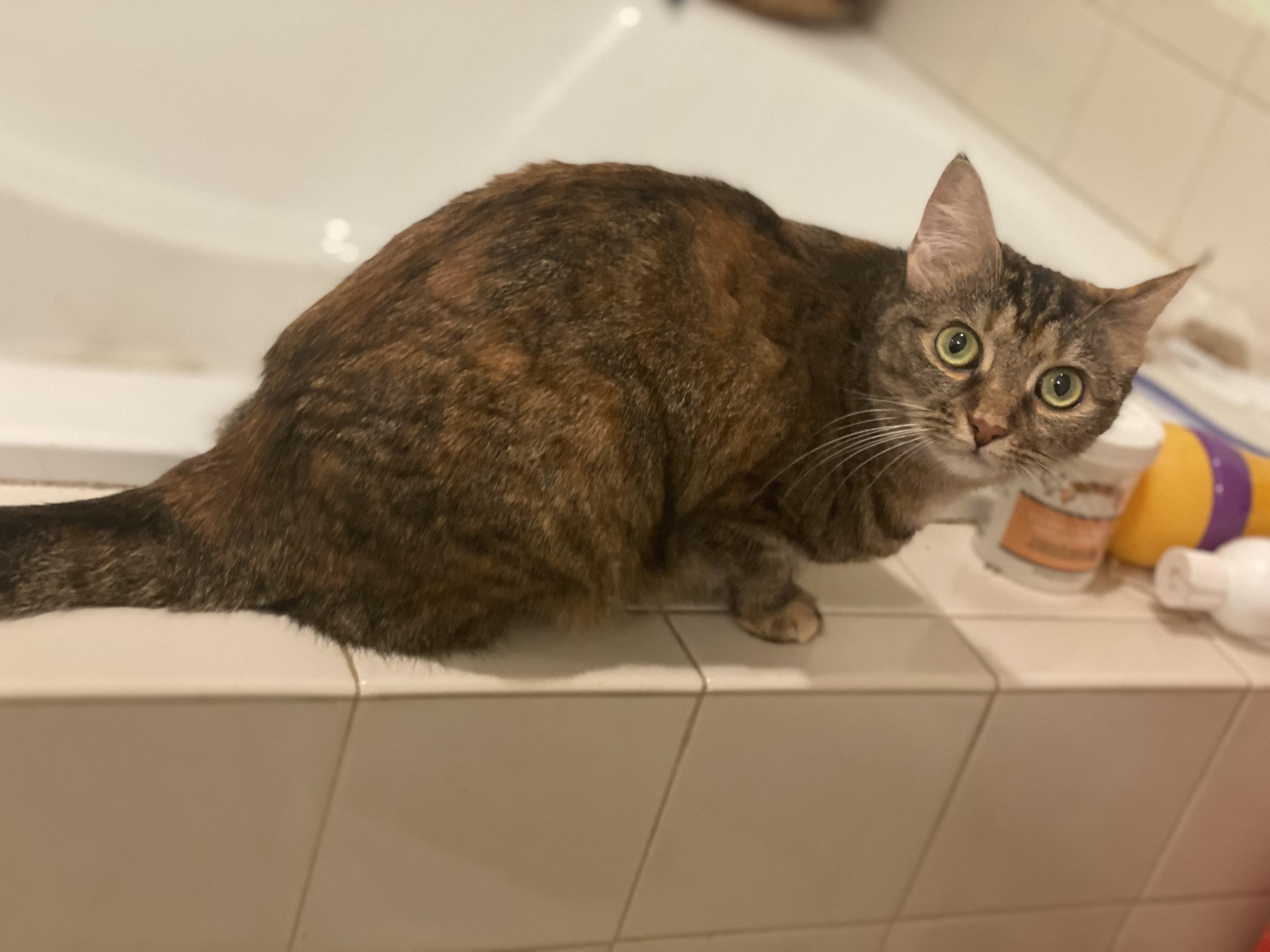 Abbie, a Adoptable American Shorthair in Eagleville, TN image 2/2