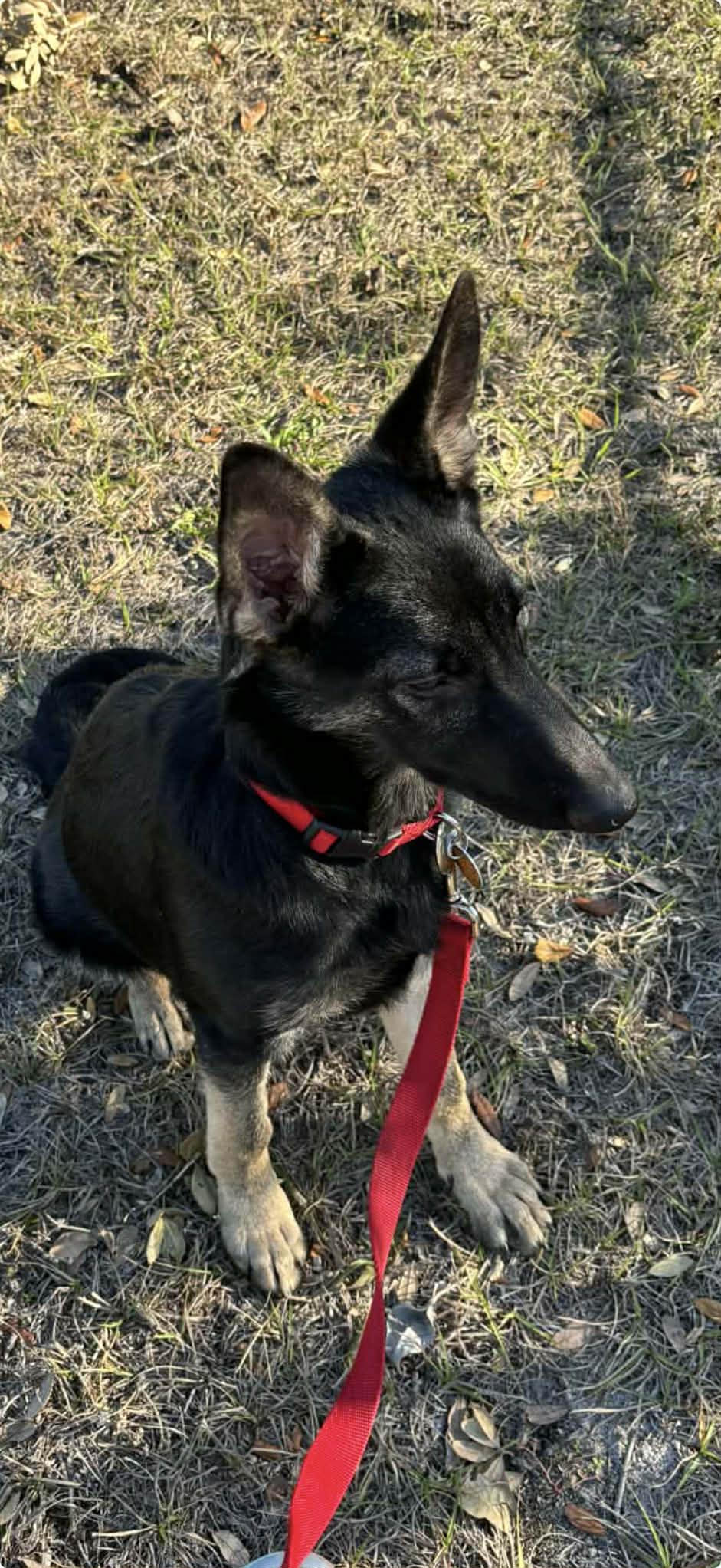 Motley, Adoptable, Puppy Female German Shepherd Dog.