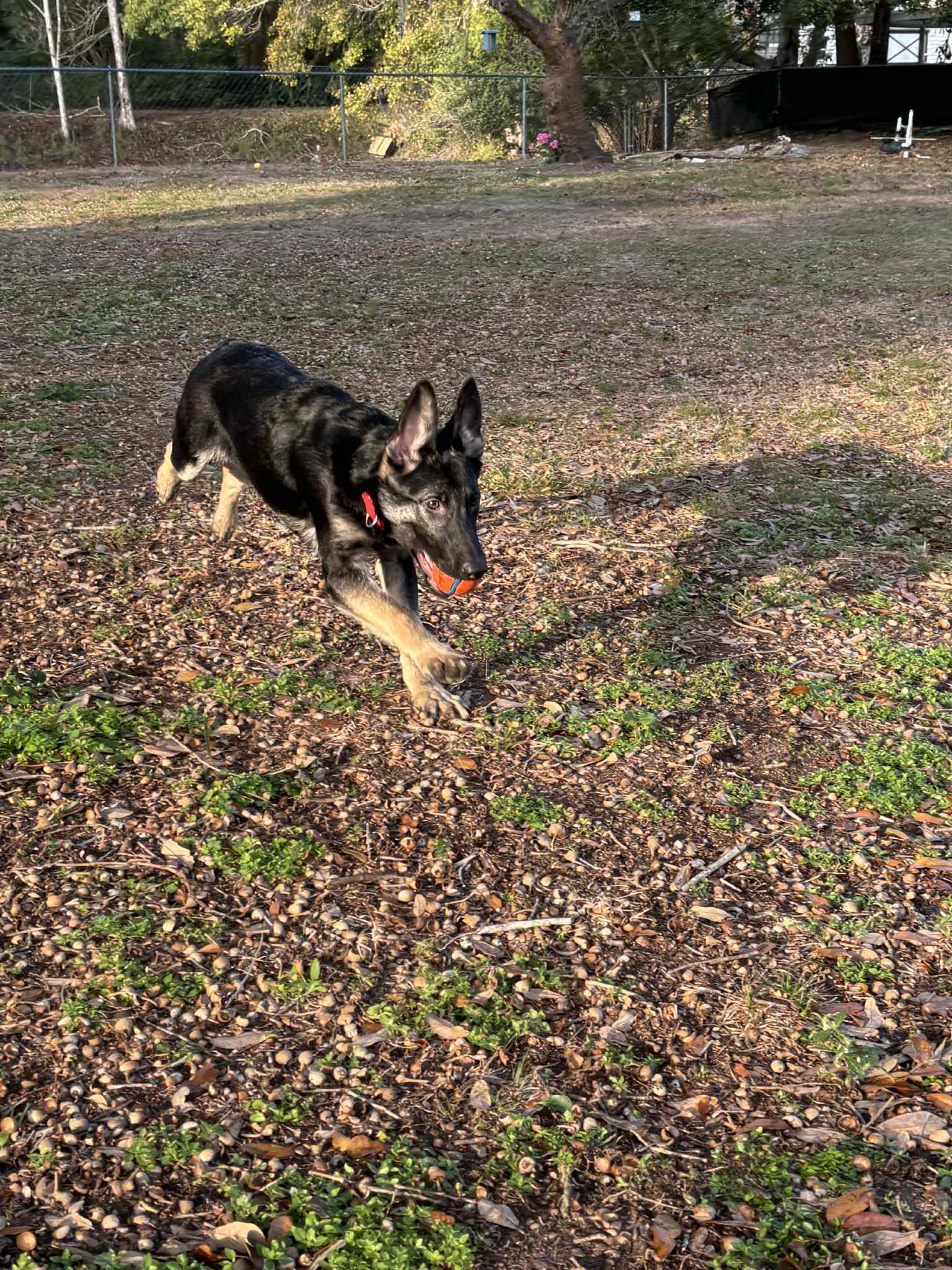 Enlarge Motley, a Adoptable German Shepherd Dog in Palm Harbor, FL image 2/2