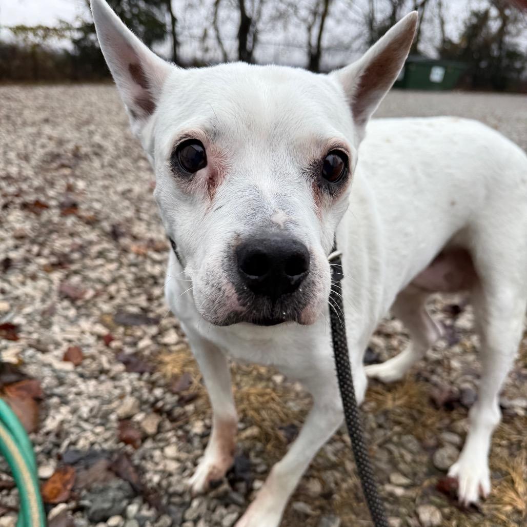 Dove — thumbnail 2