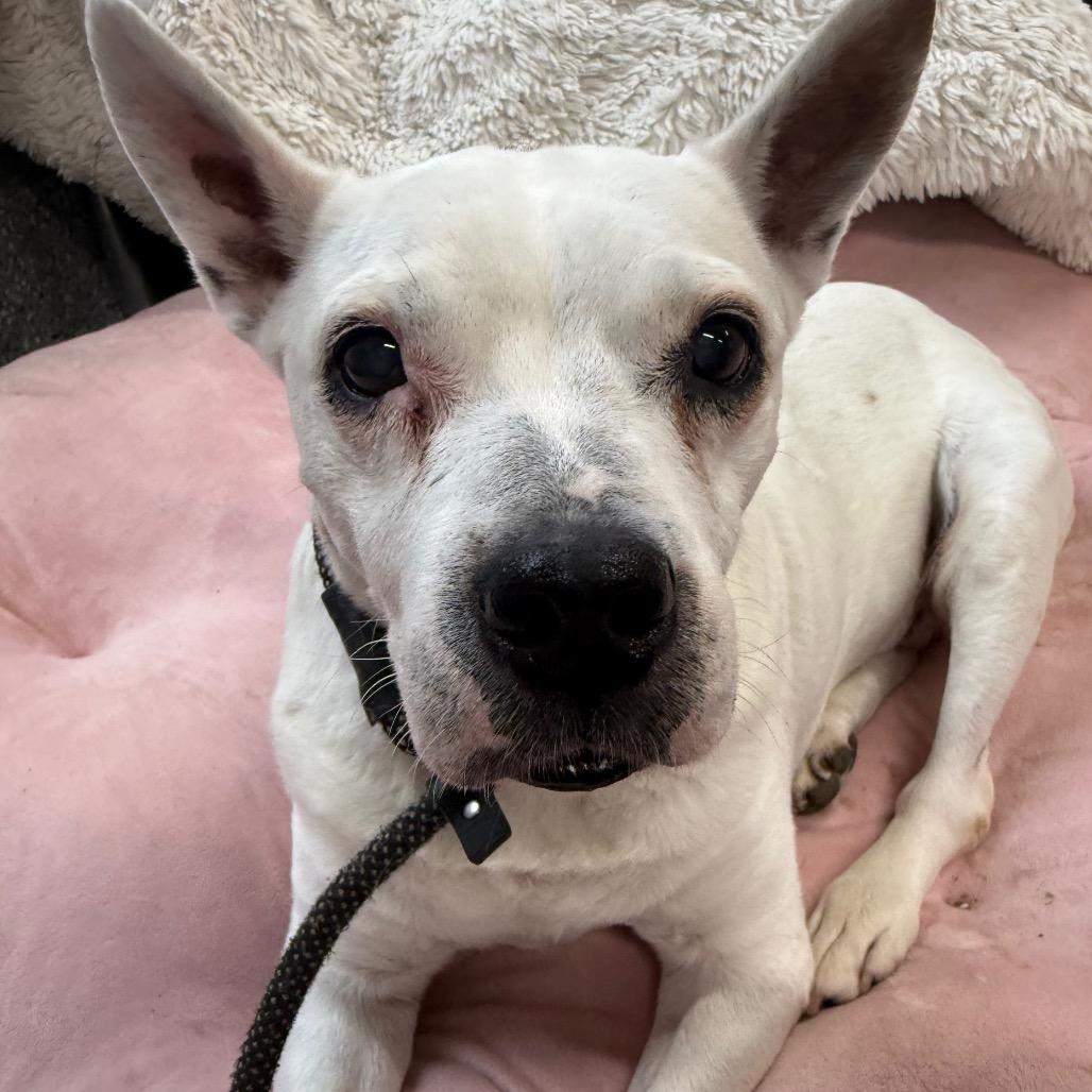 Dove — thumbnail 3