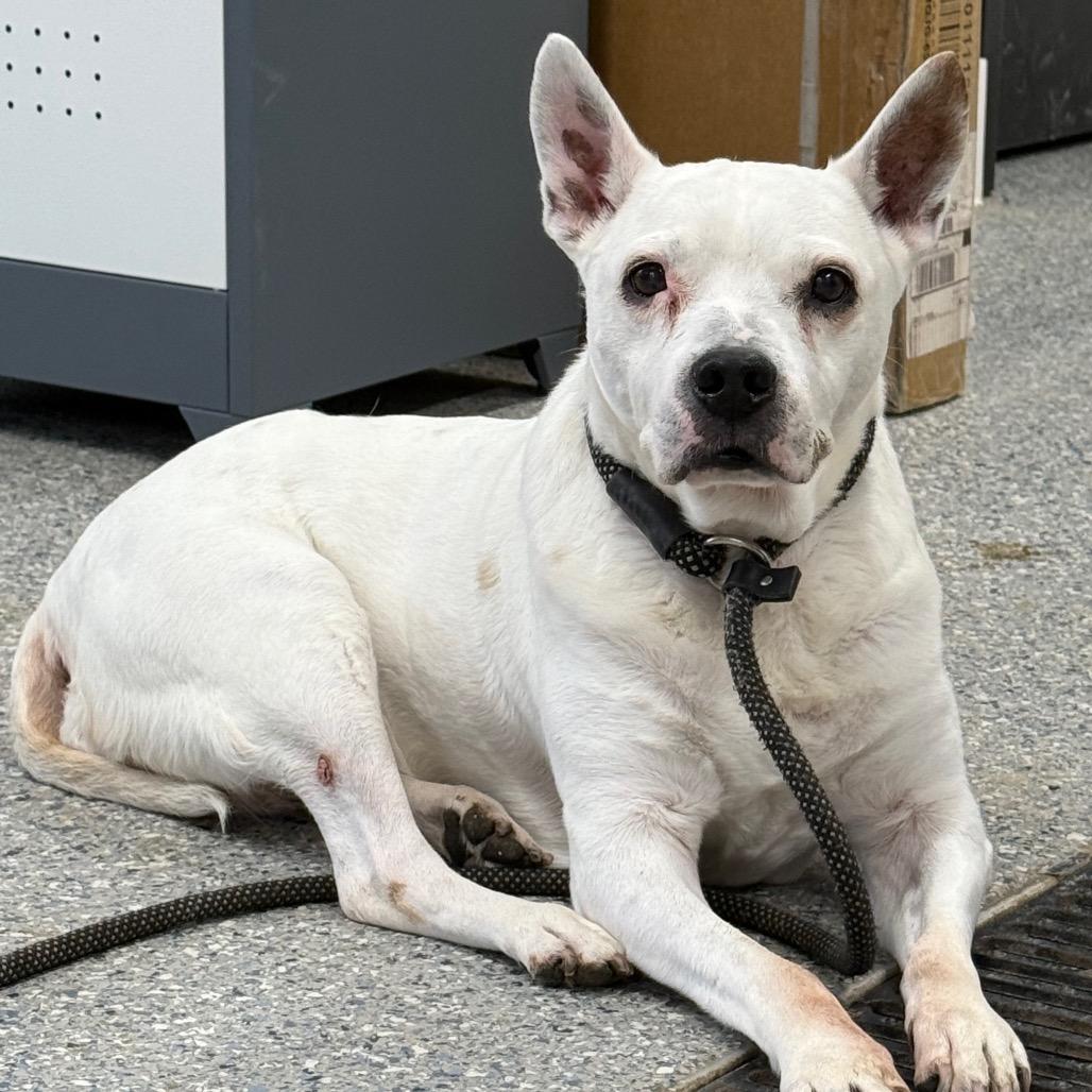 Dove — thumbnail 4