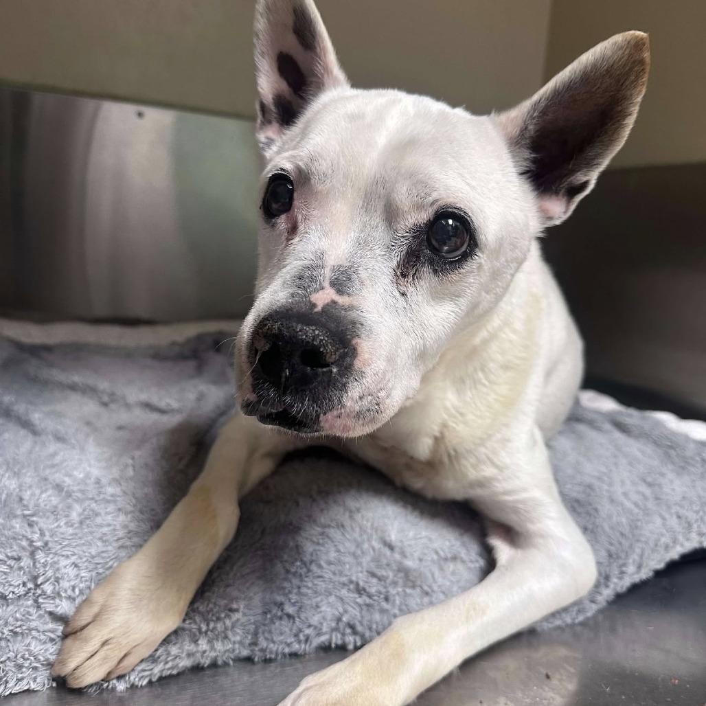 Dove — thumbnail 5