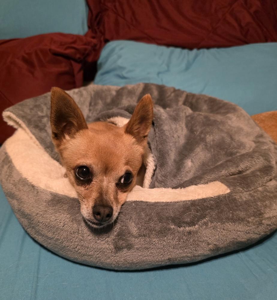 Ballerina, Adoptable, Adult Female Chihuahua.