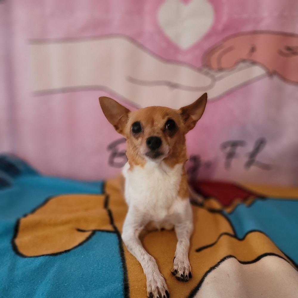 Enlarge Ballerina, a Adoptable mixed breed in Bonifay, FL image 1/2