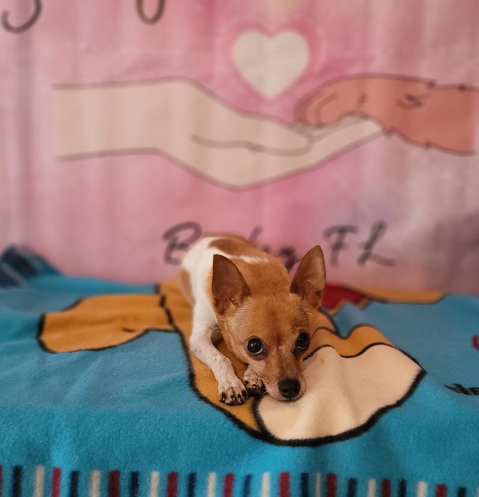 Enlarge Ballerina, a Adoptable mixed breed in Bonifay, FL image 2/2