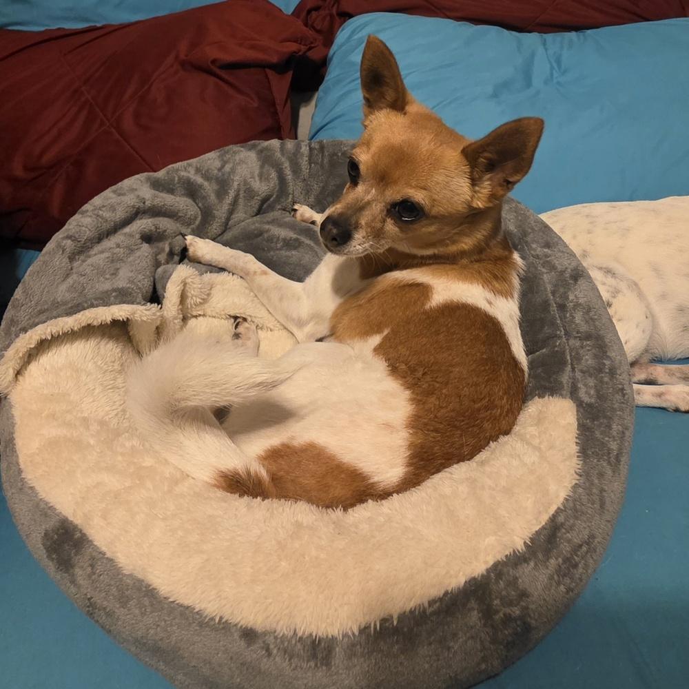 Enlarge Ballerina, a Adoptable mixed breed in Bonifay, FL image 2/2