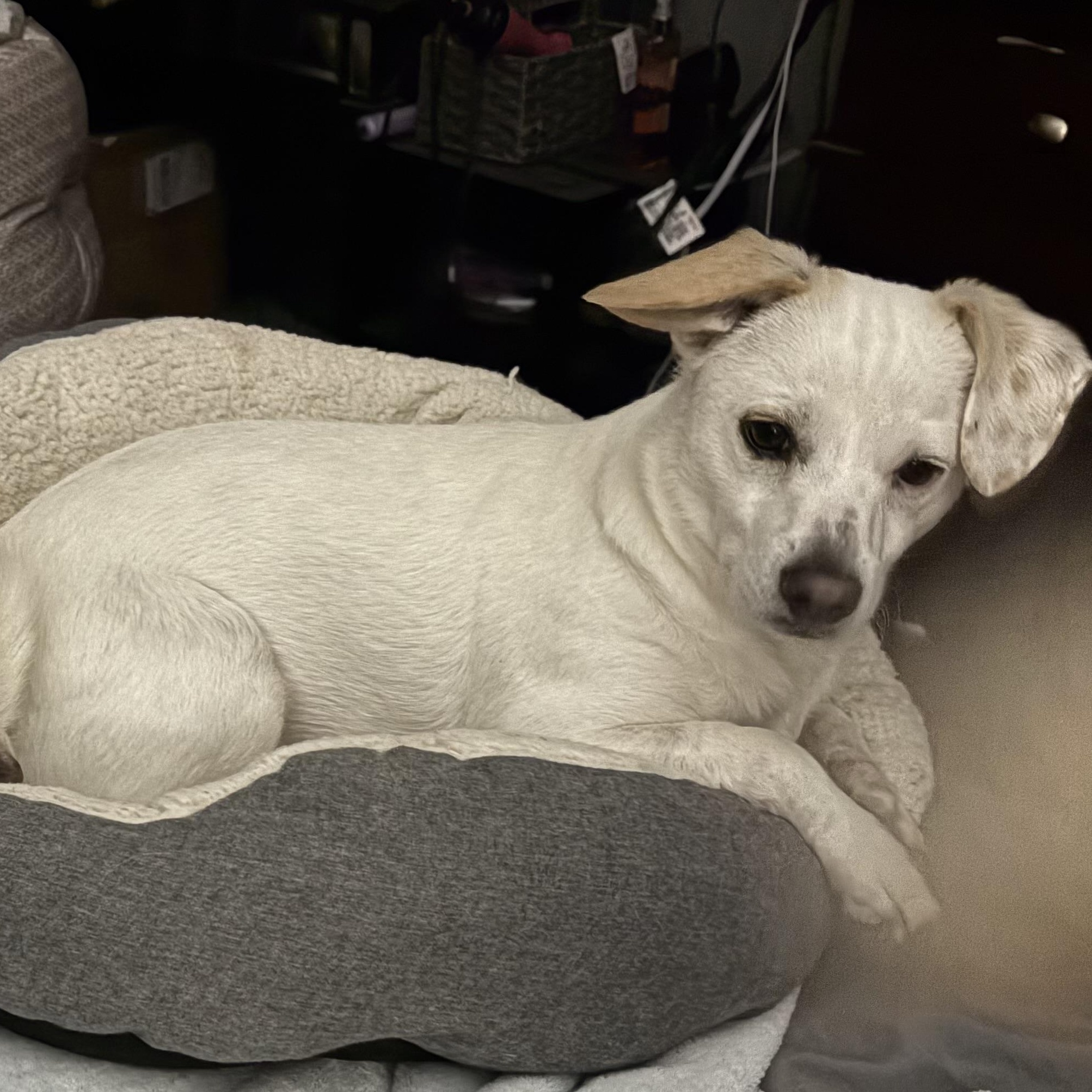 Pickles photo 5