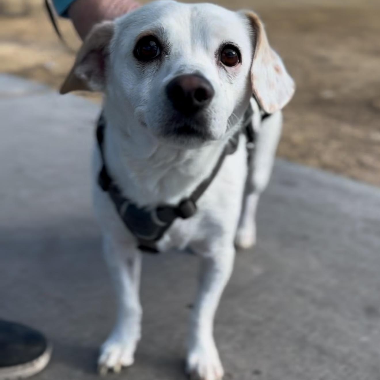 Pickles, Adult Male Terrier