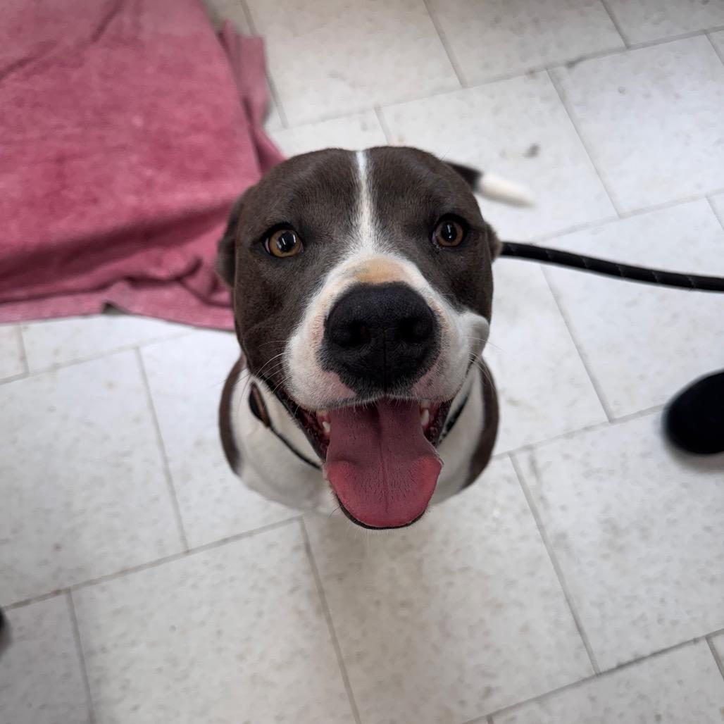 Enlarge Frosted Blueberry, a Adoptable Mixed Breed in Columbiana, AL image 1/1