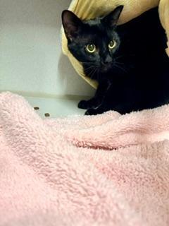 Enlarge Count Chocula, a Adoptable Domestic Short Hair in Winter Haven, FL image 3/4