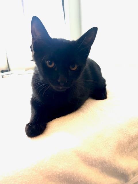 Enlarge Count Chocula, a Adoptable Domestic Short Hair in Winter Haven, FL image 4/4