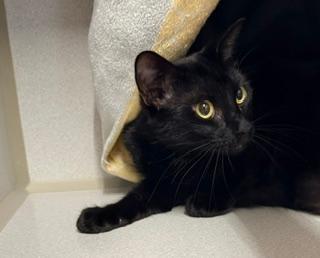 Count Chocula, Adoptable, Young Male Domestic Short Hair.