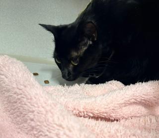 Enlarge Count Chocula, a Adoptable Domestic Short Hair in Winter Haven, FL image 2/4