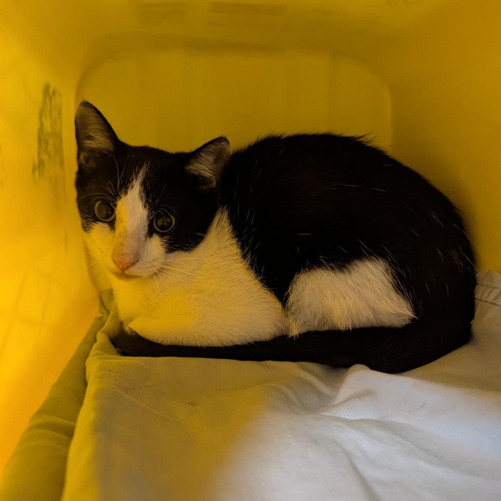Starfruit, Adoptable, Kitten Male Domestic Short Hair.