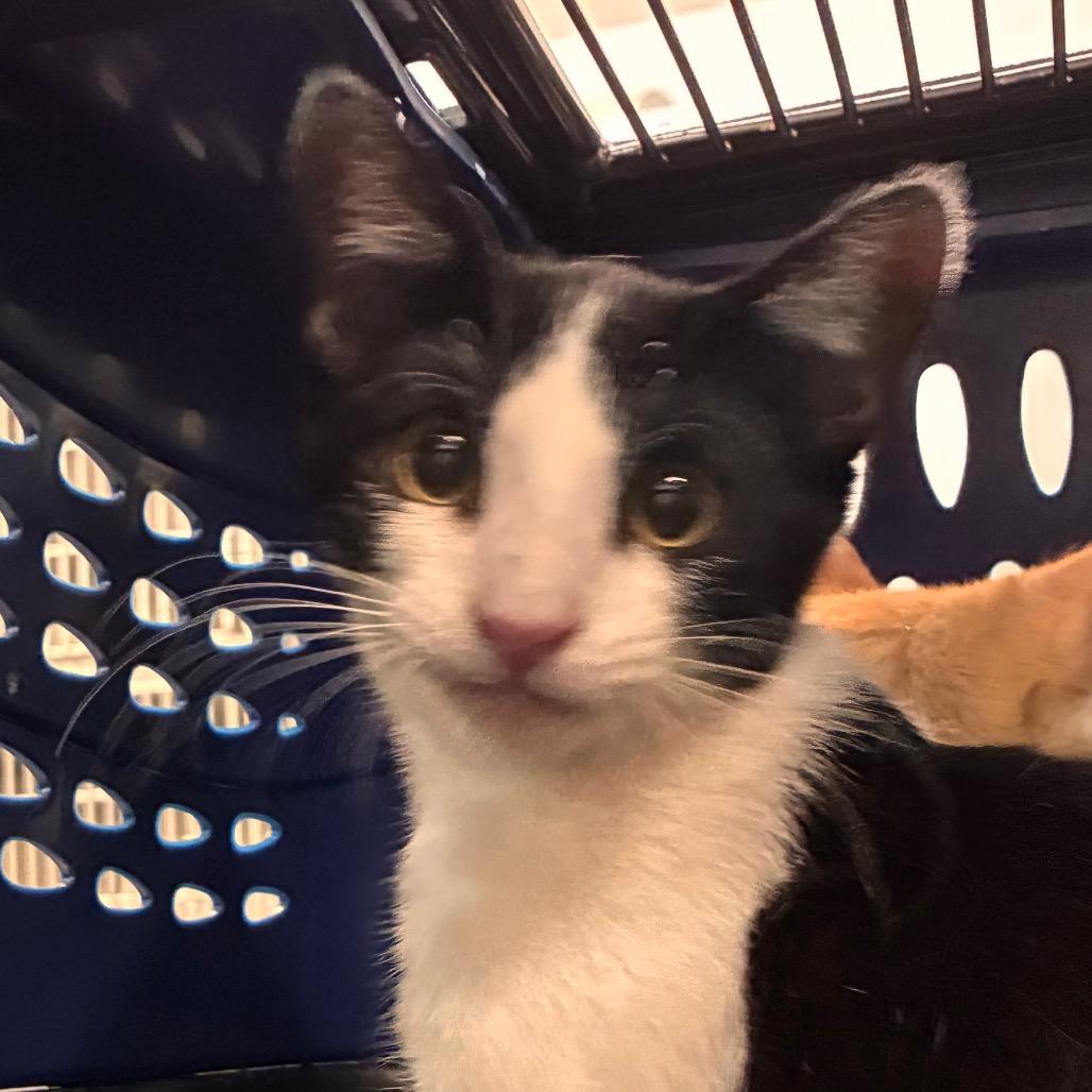 Starfruit, a Adoptable Domestic Short Hair in Manhattan, KS image 2/2