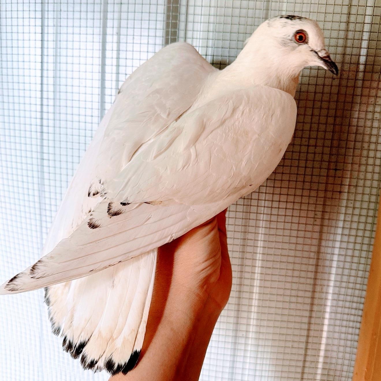 Patrick, a ADOPTABLE Pigeon in Chicago, IL image 2/3