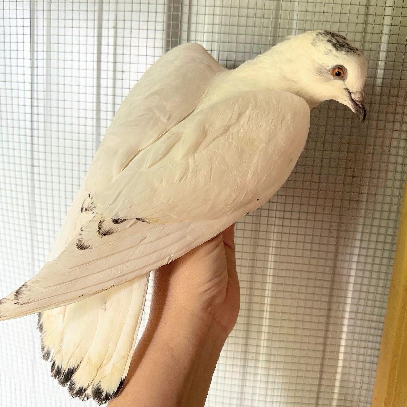 Patrick, ADOPTABLE, Adult Unknown Pigeon.