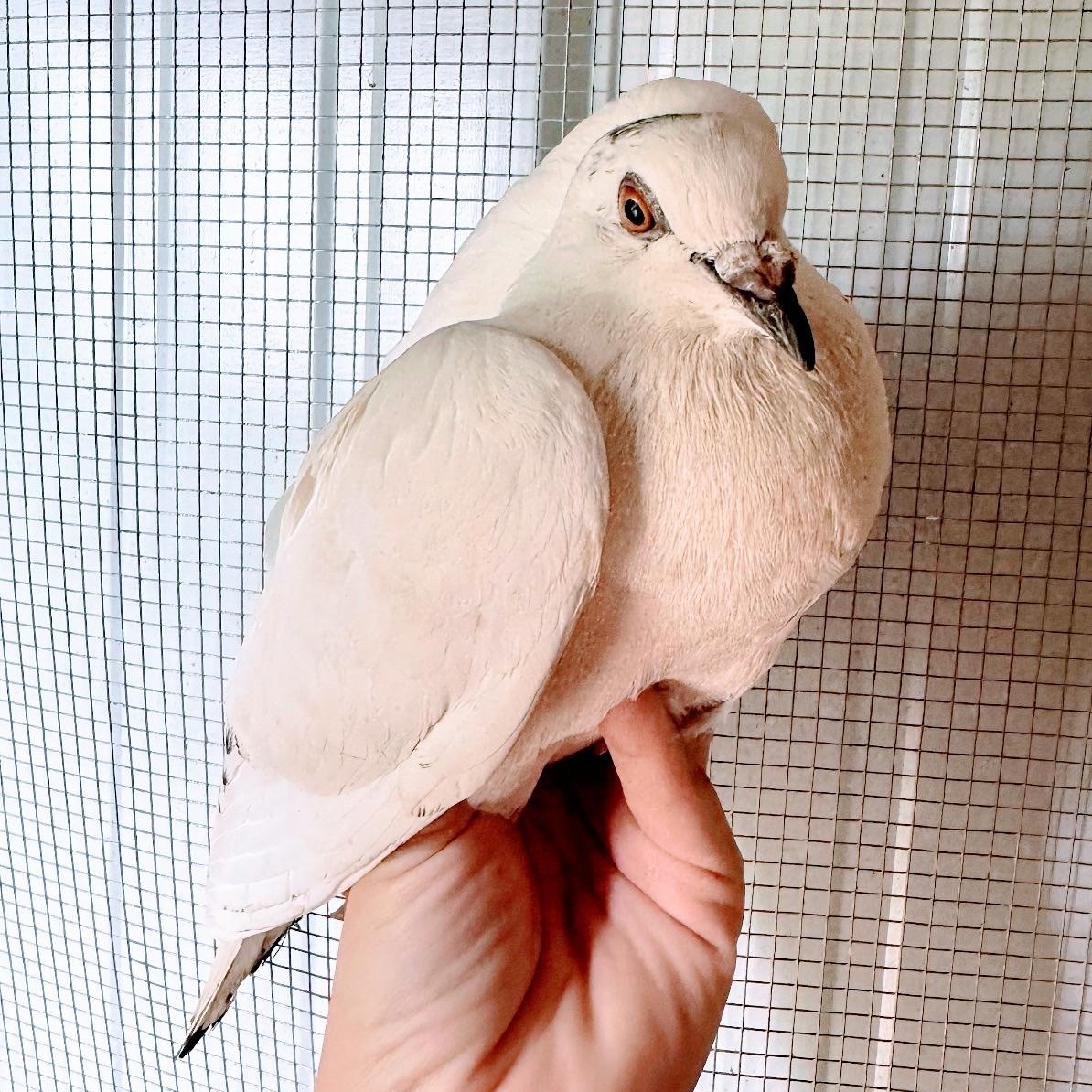 Patrick, a ADOPTABLE Pigeon in Chicago, IL image 3/3