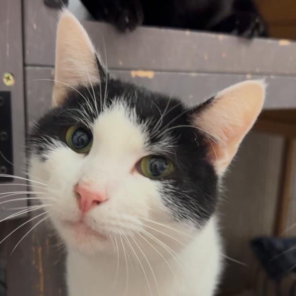 Chip, a Adoptable Domestic Short Hair in Oceanside, NY image 1/4