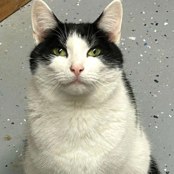 Chip, a Adoptable Domestic Short Hair in Oceanside, NY image 4/4