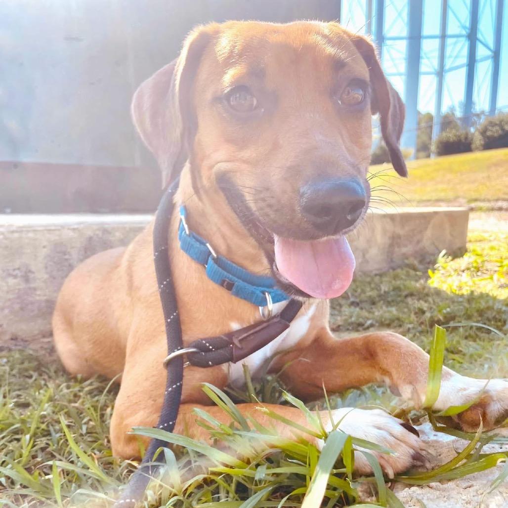 Feona - 072310U, Adoptable, Young Female Bloodhound & Mixed Breed.