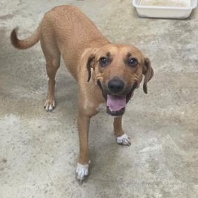 Enlarge Feona - 072310U, a Adoptable mixed breed in Tupelo, MS image 2/3