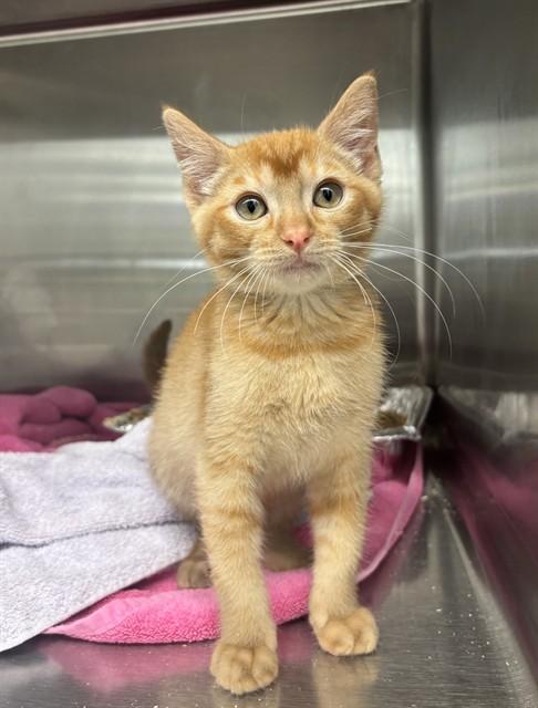 LORD NUGGET, Adoptable, Kitten Male Domestic Short Hair.