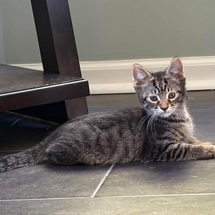 Eli, Adoptable, Kitten Male Domestic Short Hair & Tabby.