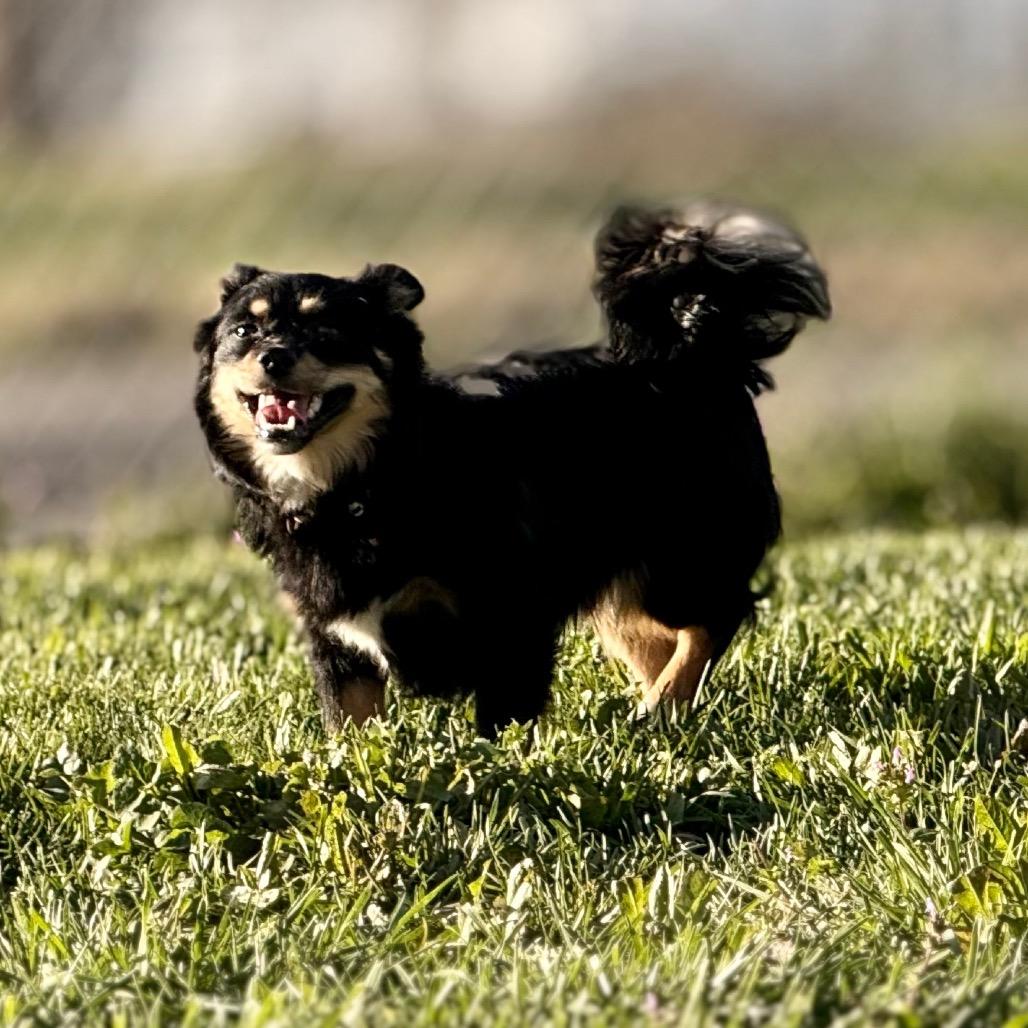 Enlarge Kovu, a Adoptable mixed breed in West Richland, WA image 1/6