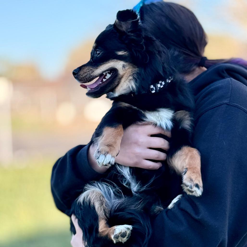 Enlarge Kovu, a Adoptable mixed breed in West Richland, WA image 2/6
