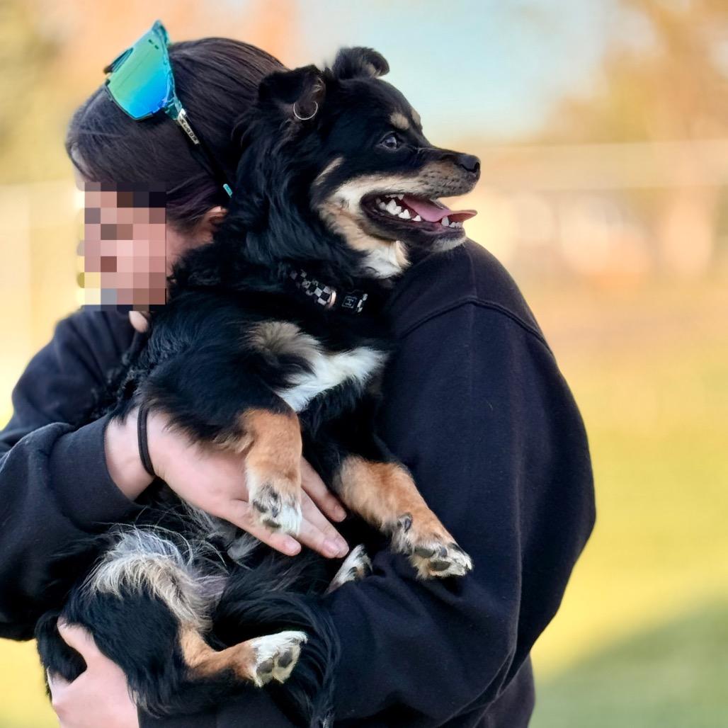 Enlarge Kovu, a Adoptable mixed breed in West Richland, WA image 3/6