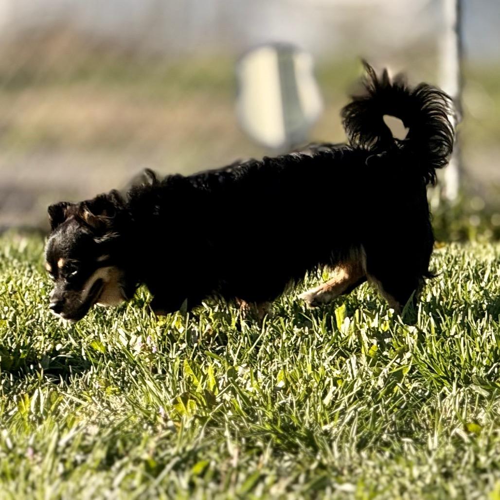 Enlarge Kovu, a Adoptable mixed breed in West Richland, WA image 4/6