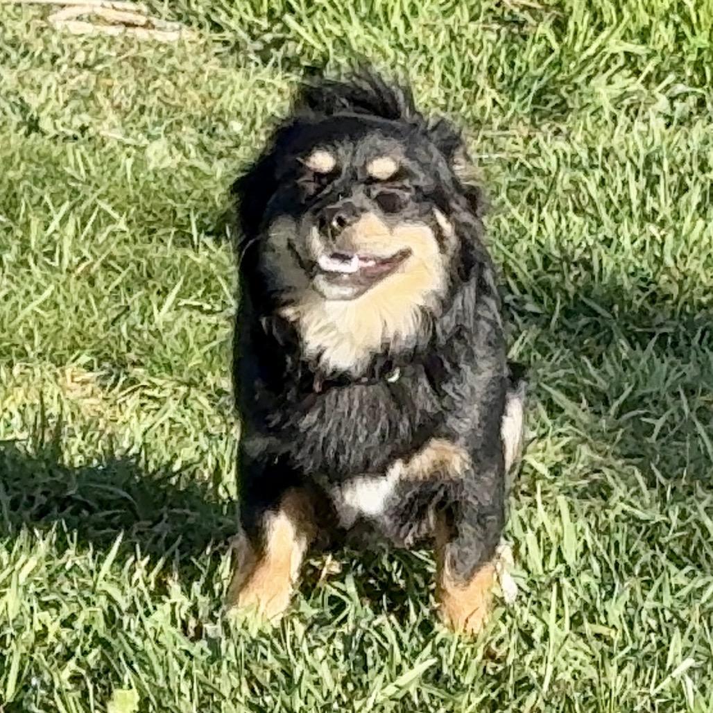 Enlarge Kovu, a Adoptable mixed breed in West Richland, WA image 5/6